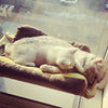 Cat Window / Door Mounted Bed